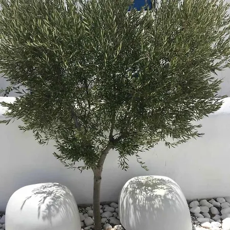 White Luxury With Shared Pool Downtown דירה *